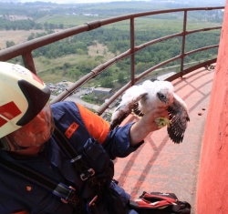 Pár sokolů vyseděl mláďata na komíně chemičky u Litvínova