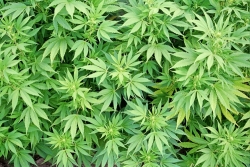 Ve Velebudicích byla odhalena pěstírna marihuany