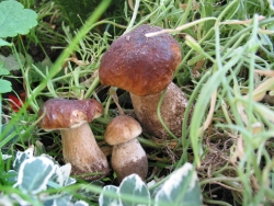 Rostou jedlé houby, o víkendu se čekají žně