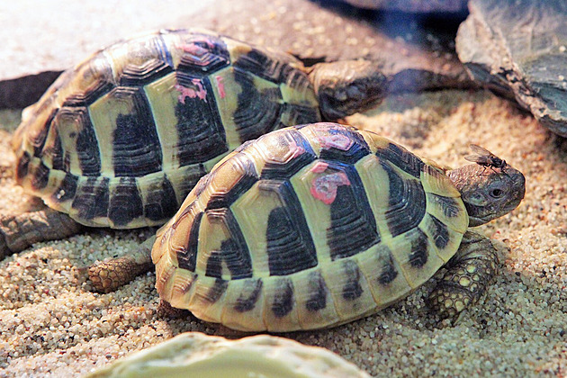 Zazimování želvy není věda. Stačí dodržet pár základních pravidel