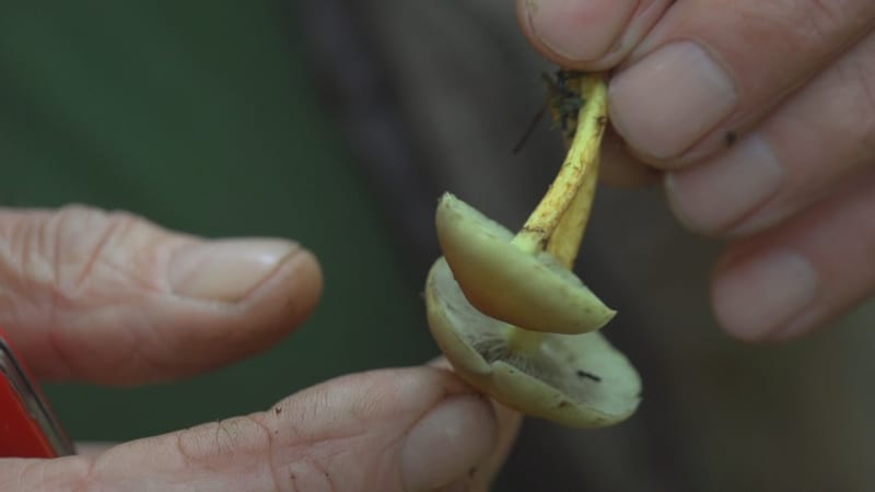 Česko legalizuje psilocybin pro lékařské účely. Látka z houbiček dokáže porazit depresi 