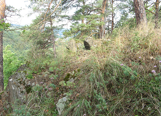Chráněná rostlina komplikuje stavbu unikátního mostu, hledá se jiné řešení