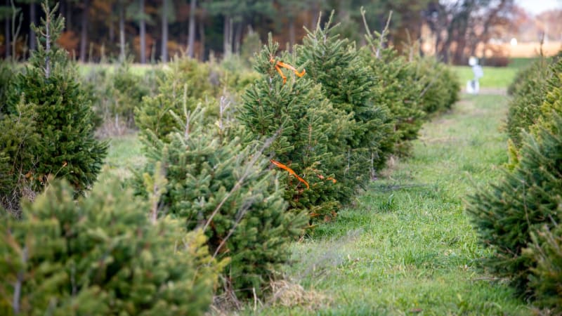 Žalář na šest měsíců za krádež stromku. Češi se vánoční zlodějiny drží už od 19. století