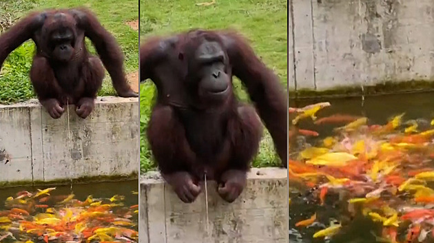 VIDEA ROKU 2025: Bizarní momenty z Číny, které obletěly svět