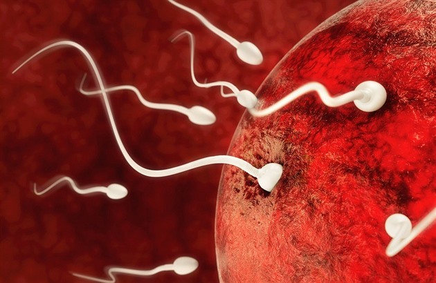 Spermie jsou nejrychlejší v červnu a v červenci. A to napříč světem, ukazuje studie