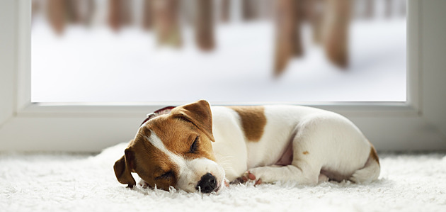 Nejroztomilejší mazlíčci měsíce února vyhráli prémiové krmivo, hlasující knížky