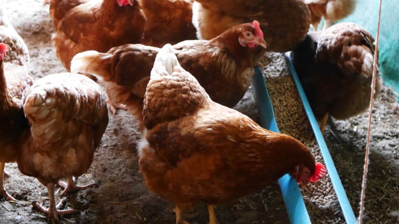 Slepice v podestýlkovém chovu trpí, pořád musejí bojovat, tvrdí šéf svazu zemědělců