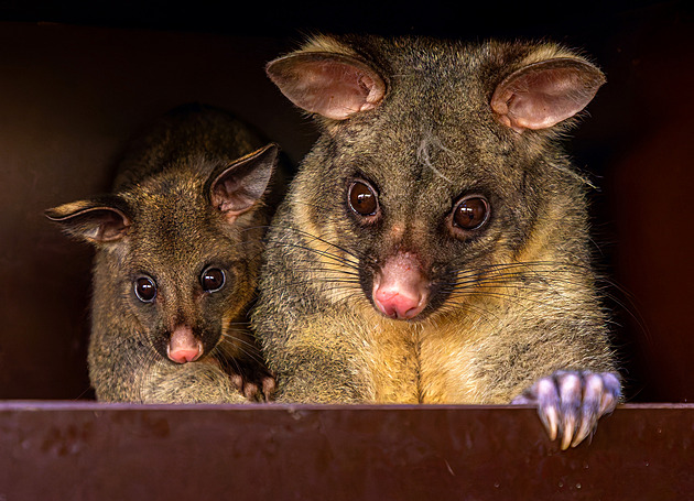 OBRAZEM: Drobečci lezoucí z matčina vaku, opičky i papoušci. Zoo lákají na mláďata