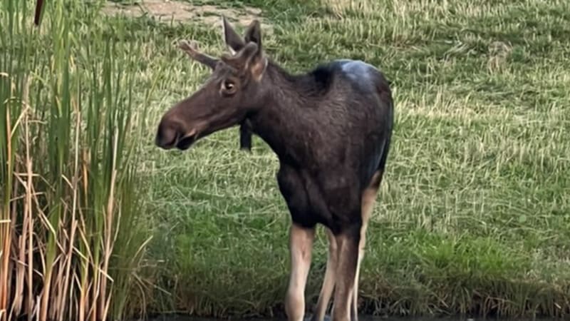 Los Emil se po zimě objevil na Šumavě. Má se k světu, ukazuje video