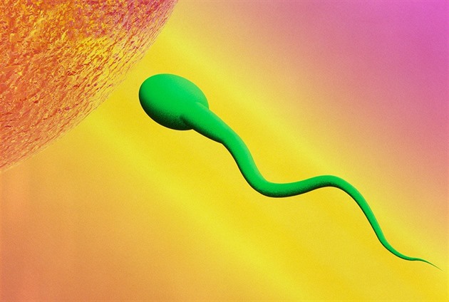 Spermie ve vesmíru ztrácejí orientaci, rozmnožování bude problém, zjistili vědci