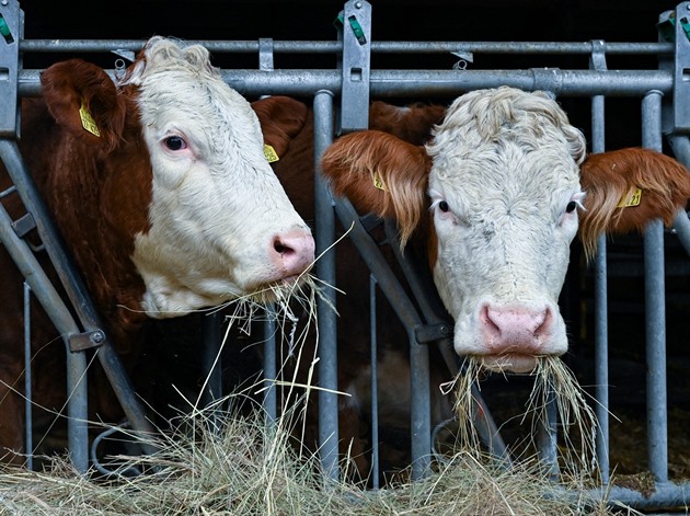 Kravám kdosi podstrčil antibiotikum, znehodnotil tak mléko za stovky tisíc