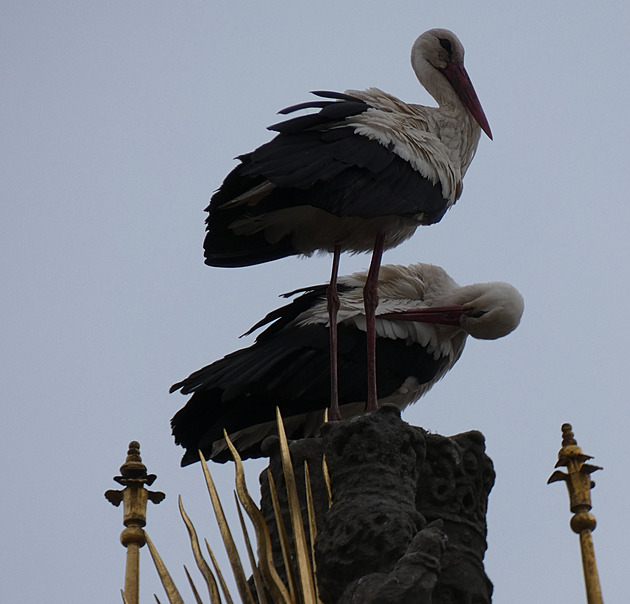 Sloup s Madonou už zase obhlížejí čápi, náhradní se jim nelíbí. Město zakročilo
