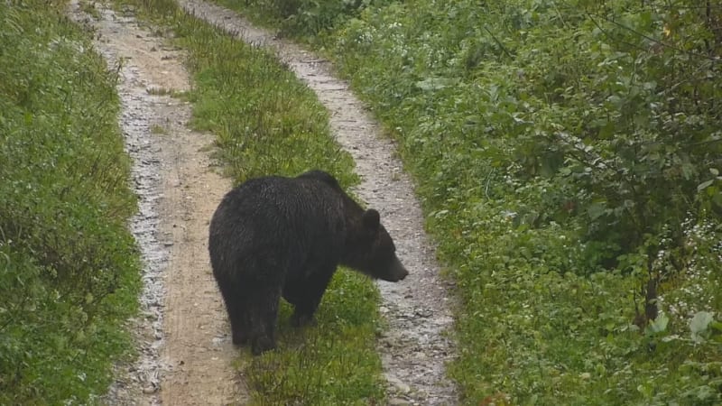 Medvědů je na Slovensku přes tisíc. Víme, kde je potkáte a co (ne)dělat při střetu