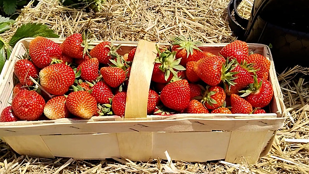 Za stovku i trojnásobek. Kolik letos stojí jahody na trhu, farmě či v obchodě