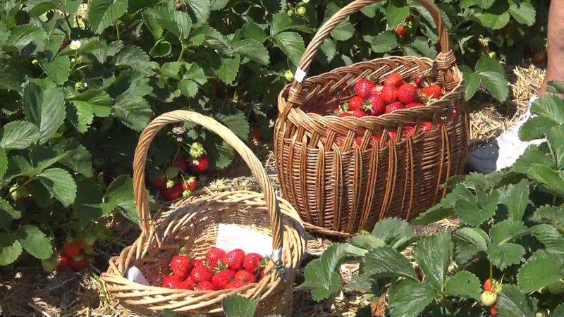 Jahodová sezóna v plném proudu. Lidé vyrážejí na samosběry, farmáři hlásí slušnou úrodu