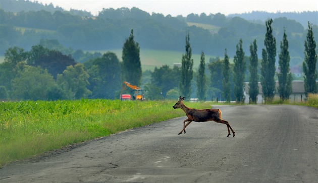 Nehoda se zvěří každého 2,4 km. Kraj je v přepočtu na délku silnic nejhorší