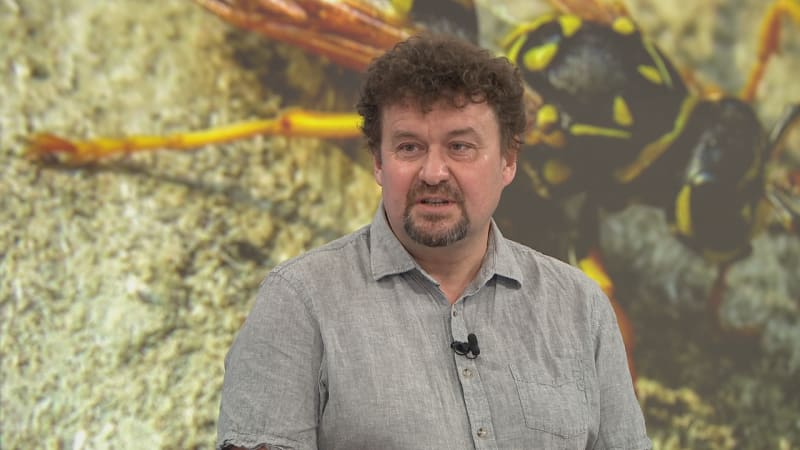 Po prvním bodnutí zaútočí další vosy. Odborník popsal důvod i nejagresivnější druhy